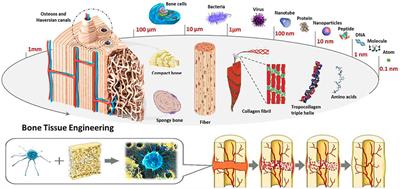 The Development Tendency of 3D-Printed Bioceramic Scaffolds for Applications Ranging From Bone Tissue Regeneration to Bone Tumor Therapy